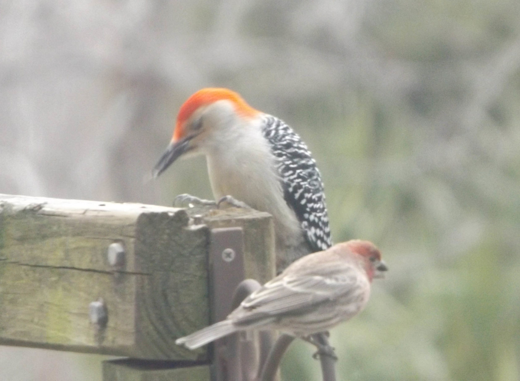 Birds buffet